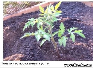 leaningtomato