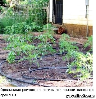 tomato-gardening